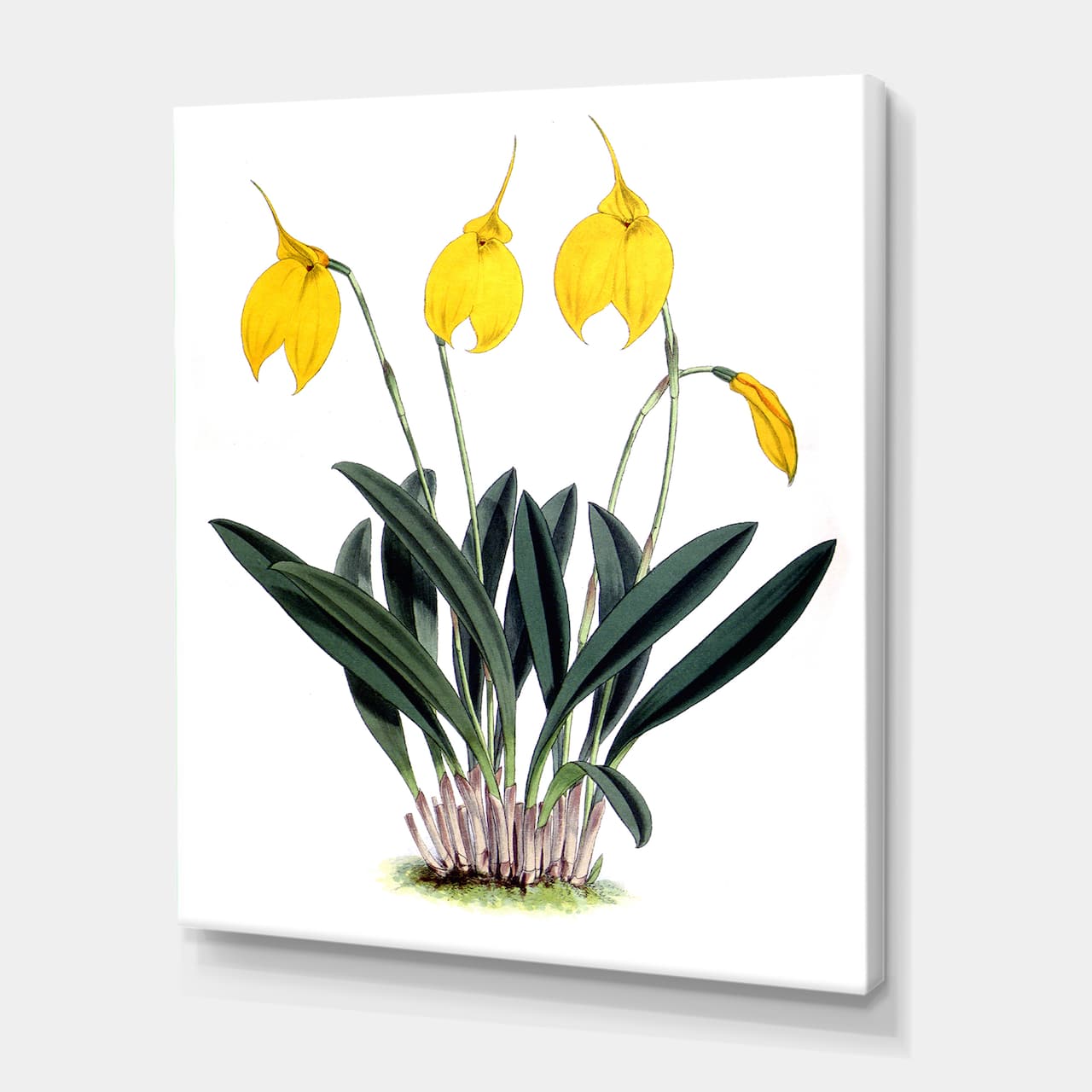 Designart - Retro Orchid Flowers - Farmhouse Canvas Wall Art Print